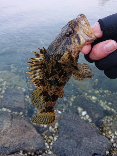 タケノコメバルの釣果