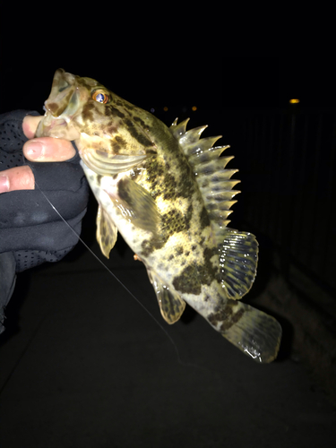 タケノコメバルの釣果