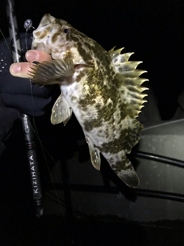 タケノコメバルの釣果