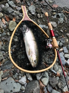 レインボートラウトの釣果