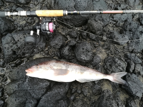 ホッケの釣果