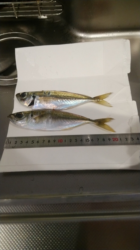 アジの釣果