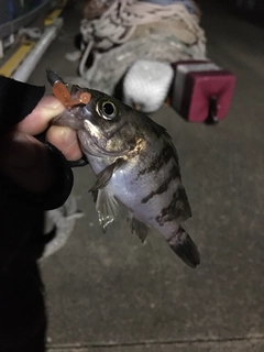 シロメバルの釣果