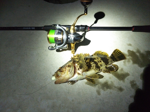 タケノコメバルの釣果