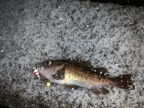 クロメバルの釣果