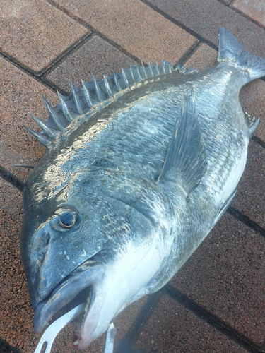 クロダイの釣果