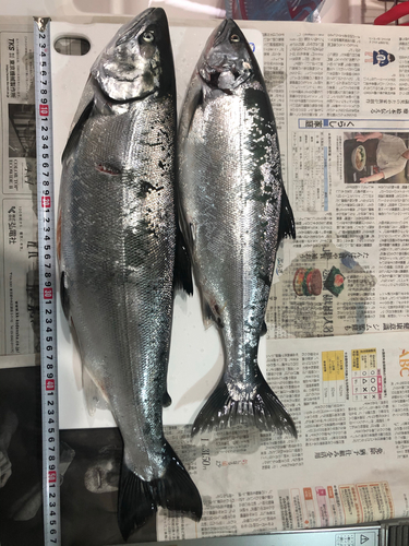 サクラマスの釣果