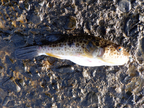 フグの釣果