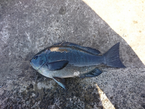 メジナの釣果