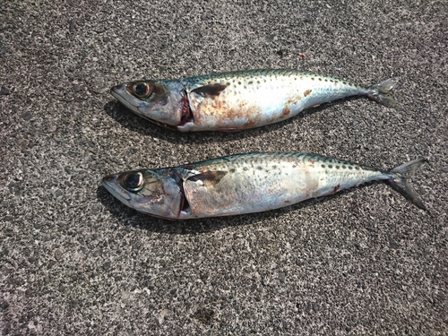 サバの釣果