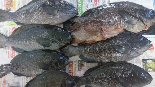 クチブトグレの釣果