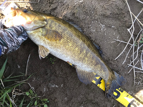 スモールマウスバスの釣果