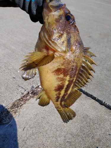 シマソイの釣果