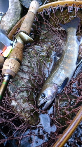 イワナの釣果