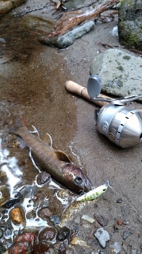 イワナの釣果