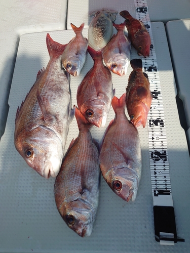 マダイの釣果