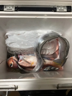 アマダイの釣果