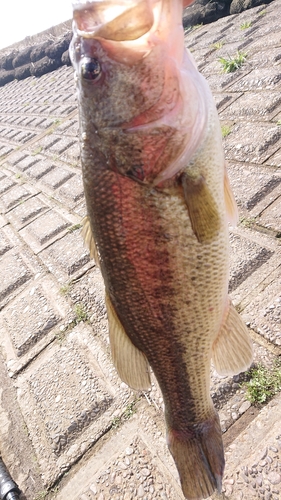 ラージマウスバスの釣果