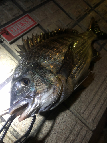 クロダイの釣果