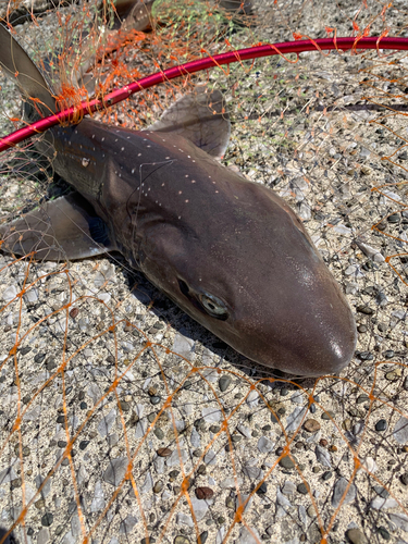 ホシザメの釣果