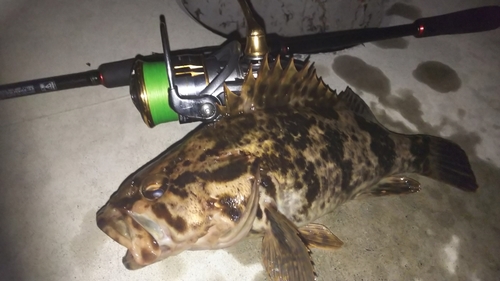 タケノコメバルの釣果