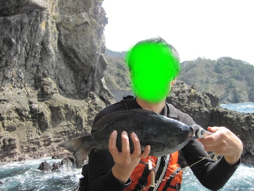 メジナの釣果