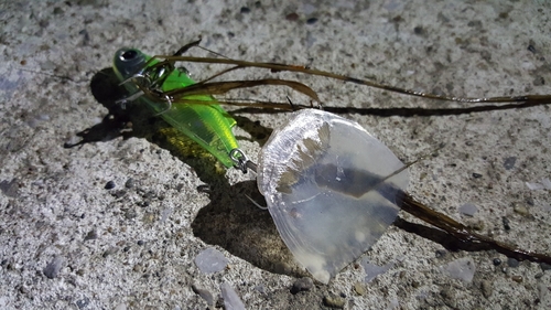 コイの釣果