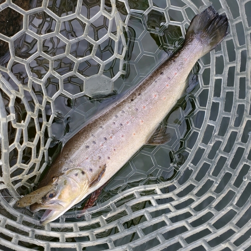 ブラウントラウトの釣果