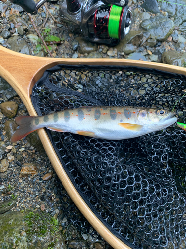 アマゴの釣果