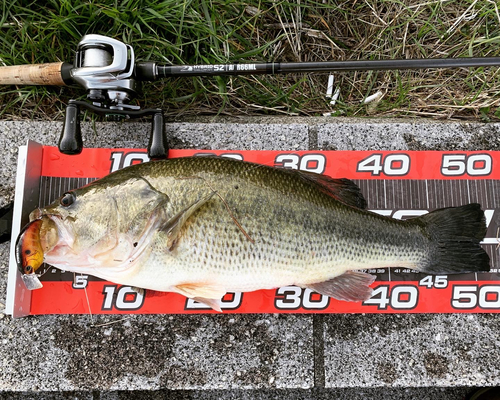 ブラックバスの釣果