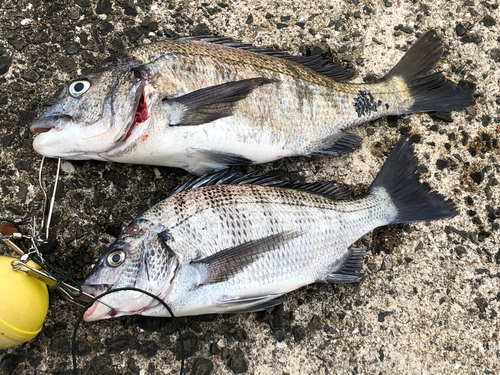 クロダイの釣果