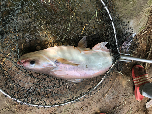 ナマズの釣果