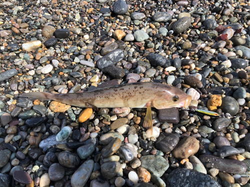 ホッケの釣果