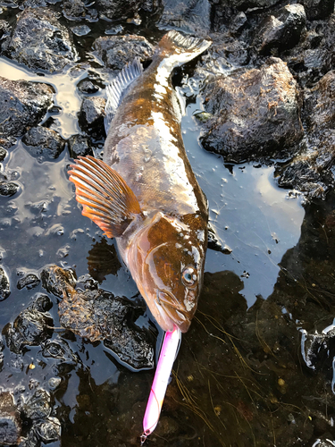 アイナメの釣果