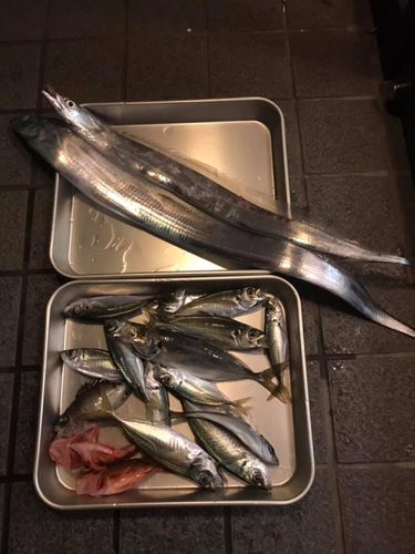 タチウオの釣果