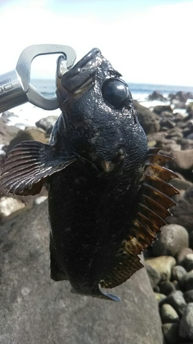 ムラソイの釣果