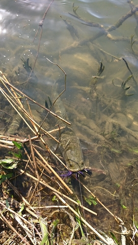 ライギョの釣果