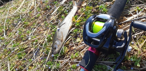 ウグイの釣果