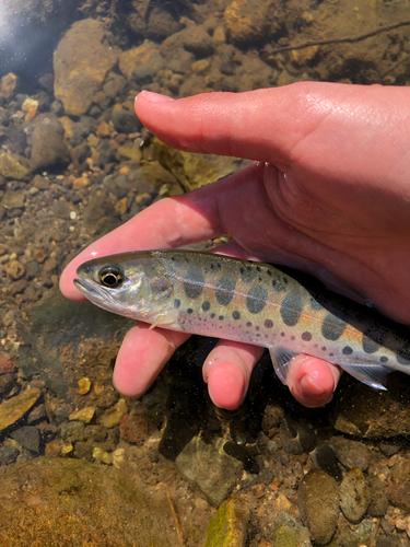 ヤマメの釣果