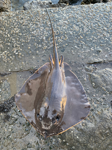 アカエイの釣果