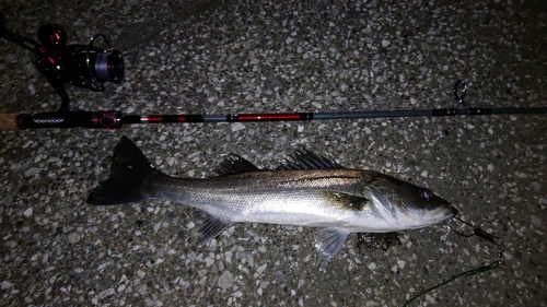 フッコ（マルスズキ）の釣果