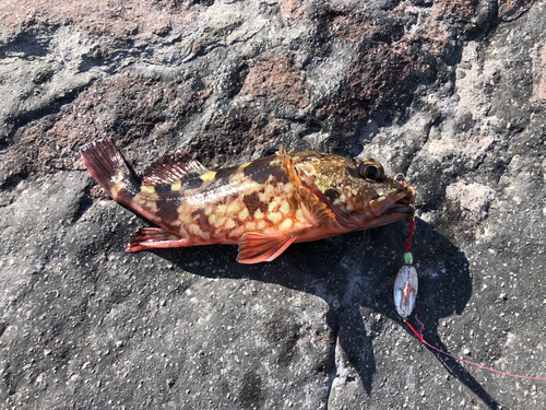 カサゴの釣果