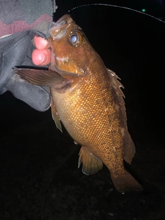 エゾメバルの釣果