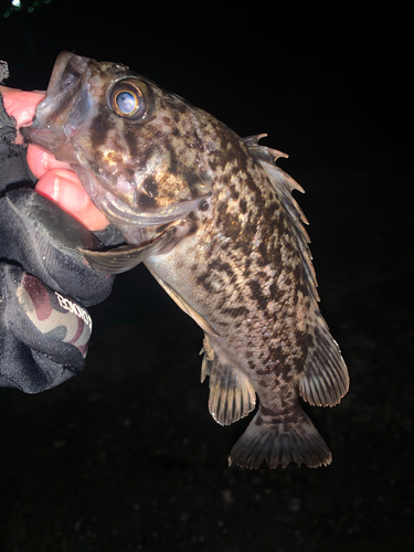 クロソイの釣果