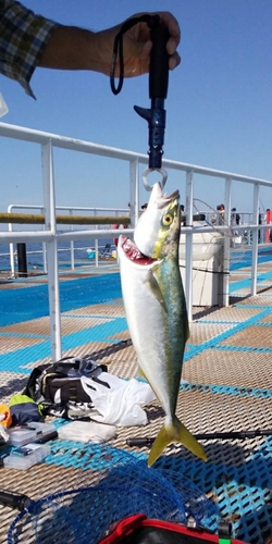 イナダの釣果