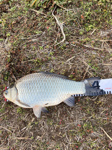 ヘラブナの釣果