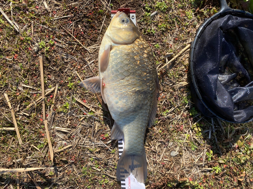 マブナの釣果