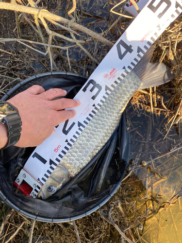 マブナの釣果