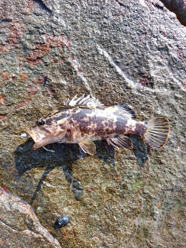 タケノコメバルの釣果