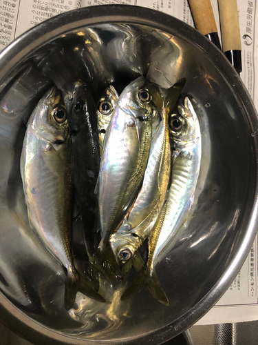 アジの釣果